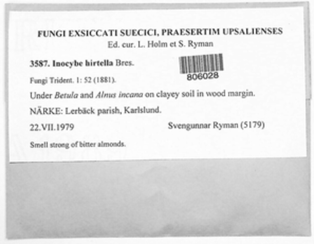 Inocybe hirtella image